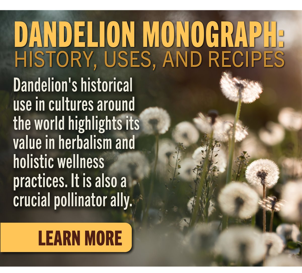 Dandelion Monograph
