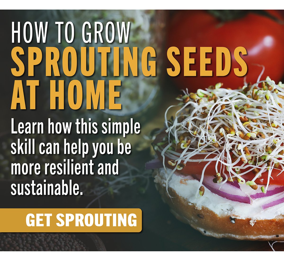 How to Grow Sprouting Seeds