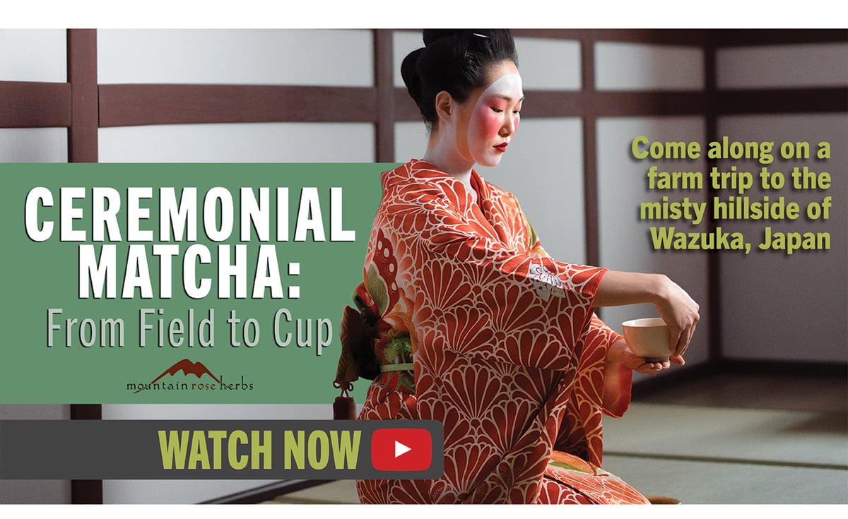 Visit to Japanese Matcha Farm Video 