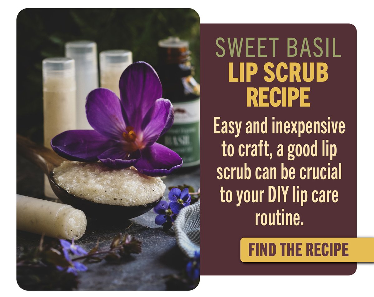 Sweet Basil Lip Scrub Recipe