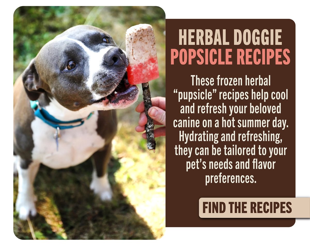Herbal Popsicles