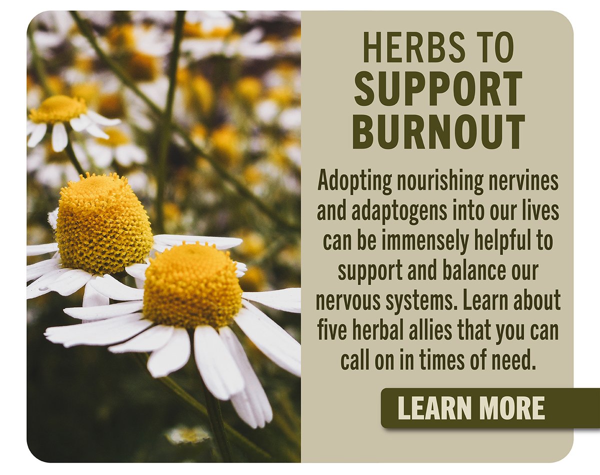 Herbs to Support Burnout
