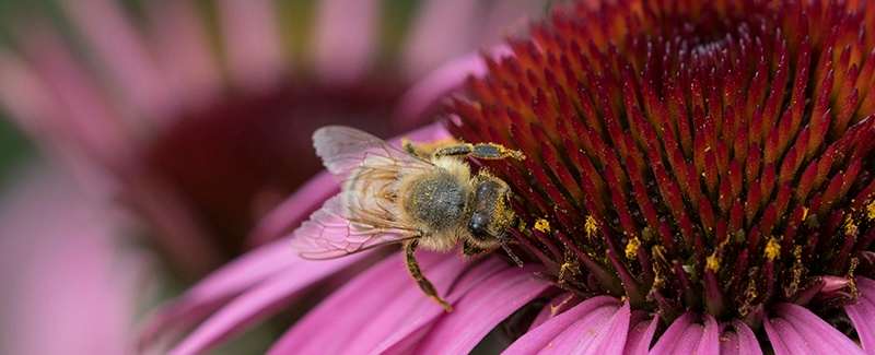 Pollinators_FeaturedImage.jpg