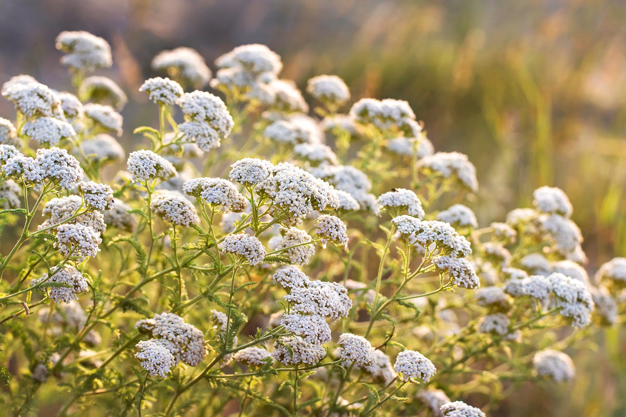 Sunny Yarrow